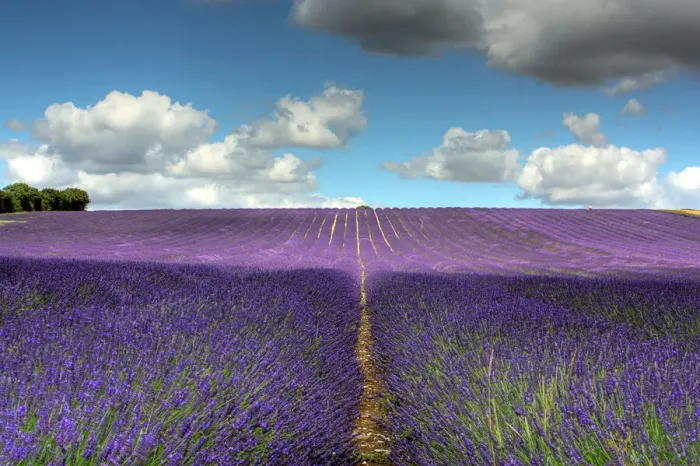 Framed Print : Hitchin lavender Framed Print : Hitchin lavender