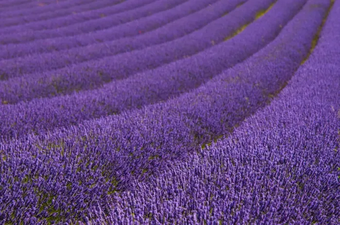 Framed Print : Hitchin Lavender Framed Print : Hitchin Lavender