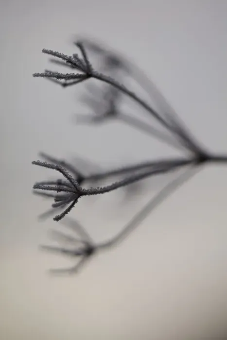 Framed Print : Hoar Frost on Plant Framed Print : Hoar Frost on Plant