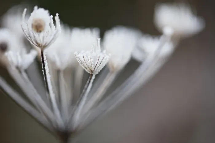Framed Print : Hoar Frost on Plant Framed Print : Hoar Frost on Plant