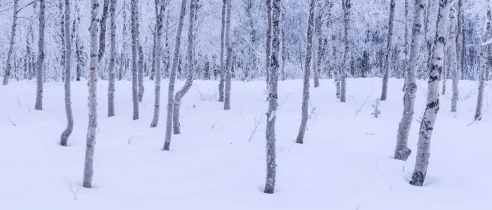 Framed Print : Hoar Frosted Birch trees