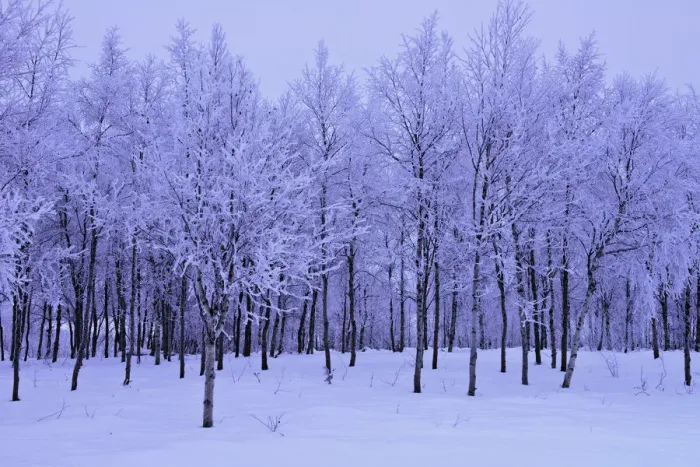 Framed Print : Hoar Frosted Birch Trees