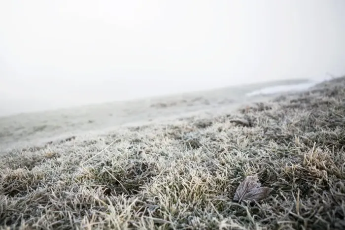 Framed Print : Hoarfrost on a meadow, Trogen, Appenzell, Switzerland Framed Print : Hoarfrost on a meadow, Trogen, Appenzell, Switzerland