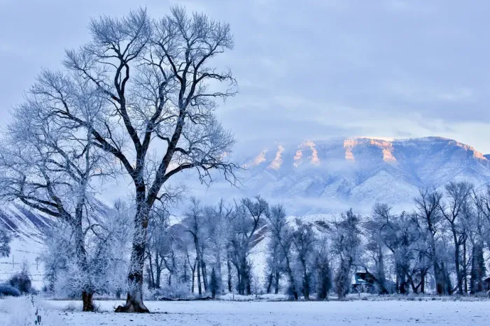 Framed Print : Hoarfrost on trees in mountain valley, Shell, Big Horn County, Wyoming, USA