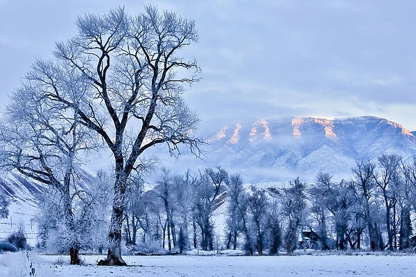 Hoarfrost on trees in mountain valley, Shell, Big Horn County, Wyoming, USA