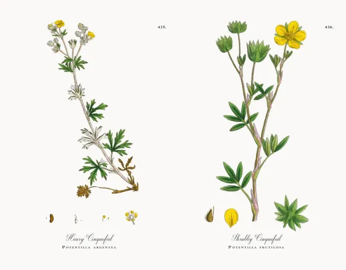Framed Print : Hoary Cinquefoil, Potentilla argentea, Victorian Botanical Illustration, 1863 Framed Print : Hoary Cinquefoil, Potentilla argentea, Victorian Botanical Illustration, 1863