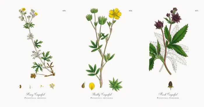 Framed Print : Hoary Cinquefoil, Potentilla argentea, Victorian Botanical Illustration, 1863 Framed Print : Hoary Cinquefoil, Potentilla argentea, Victorian Botanical Illustration, 1863