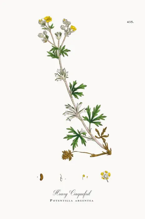Framed Print : Hoary Cinquefoil, Potentilla argentea, Victorian Botanical Illustration, 1863 Framed Print : Hoary Cinquefoil, Potentilla argentea, Victorian Botanical Illustration, 1863