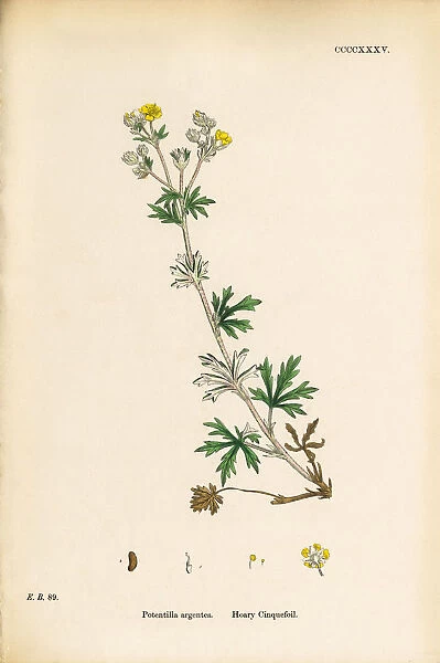 Hoary Cinquefoil, Potentilla argentea, Victorian Botanical Illustration, 1863