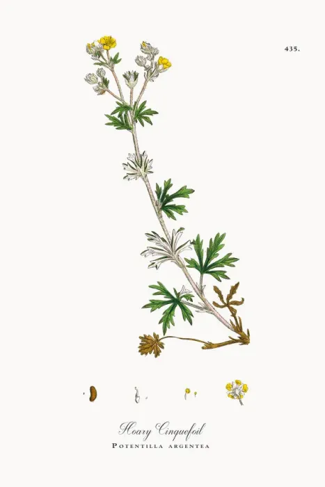 Framed Print : Hoary Cinquefoil, Potentilla argentea, Victorian Botanical Illustration, 1863 Framed Print : Hoary Cinquefoil, Potentilla argentea, Victorian Botanical Illustration, 1863