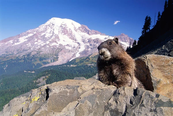 Hoary marmot (Marmota caligata), Mt. Rainier, Washington, USA