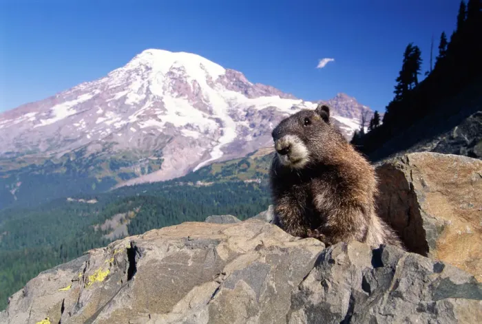 Framed Print : Hoary marmot (Marmota caligata), Mt. Rainier, Washington, USA Framed Print : Hoary marmot (Marmota caligata), Mt. Rainier, Washington, USA