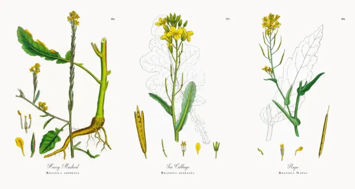 Framed Print : Hoary Mustard, Brassica adpressa, Victorian Botanical Illustration, 1863 Framed Print : Hoary Mustard, Brassica adpressa, Victorian Botanical Illustration, 1863