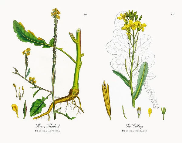 Hoary Mustard, Brassica adpressa, Victorian Botanical Illustration, 1863
