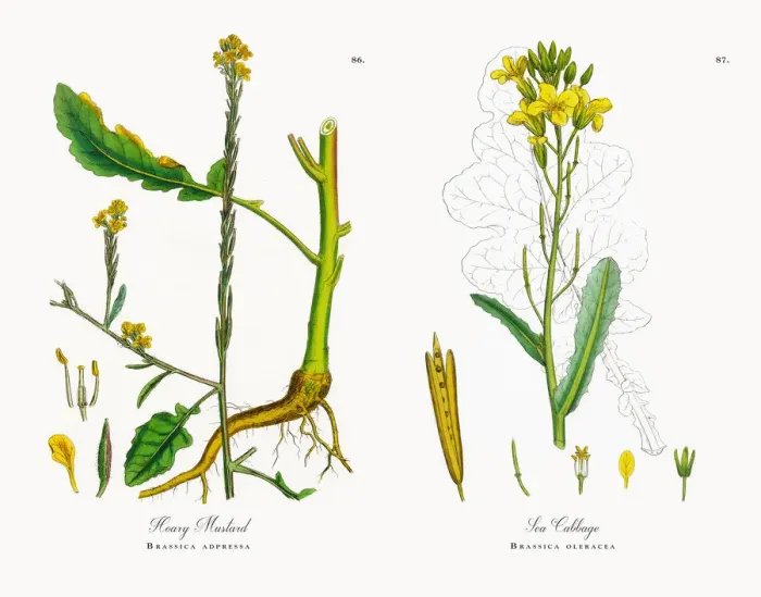 Framed Print : Hoary Mustard, Brassica adpressa, Victorian Botanical Illustration, 1863 Framed Print : Hoary Mustard, Brassica adpressa, Victorian Botanical Illustration, 1863