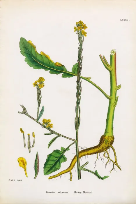 Framed Print : Hoary Mustard, Brassica adpressa, Victorian Botanical Illustration, 1863 Framed Print : Hoary Mustard, Brassica adpressa, Victorian Botanical Illustration, 1863