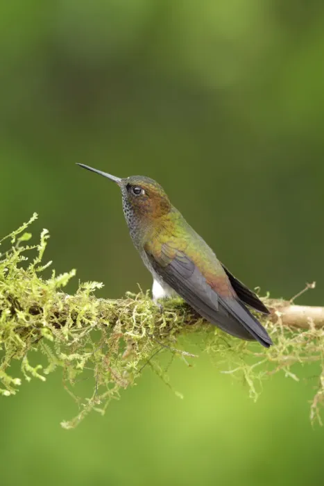 Framed Print : Hoary Puffleg (Haplophaedia lugens) Framed Print : Hoary Puffleg (Haplophaedia lugens)