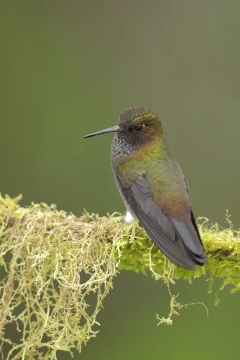 Framed Print : Hoary Puffleg (Haplophaedia lugens) Framed Print : Hoary Puffleg (Haplophaedia lugens)
