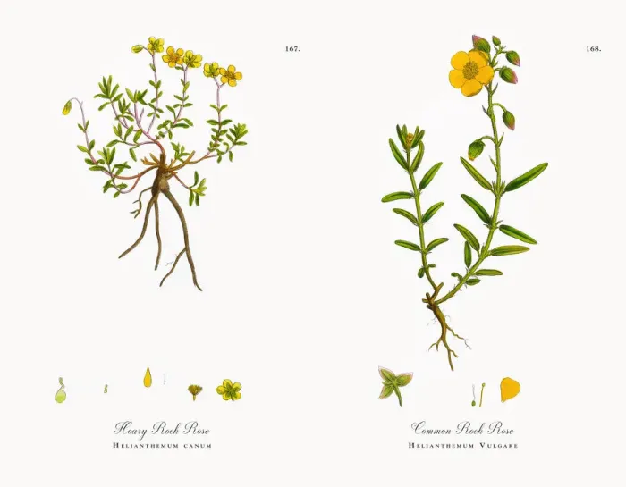 Framed Print : Hoary Rock Rose, Helianthemum canum, Victorian Botanical Illustration, 1863 Framed Print : Hoary Rock Rose, Helianthemum canum, Victorian Botanical Illustration, 1863