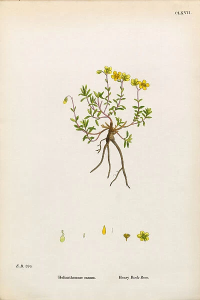 Hoary Rock Rose, Helianthemum canum, Victorian Botanical Illustration, 1863