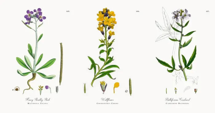 Framed Print : Hoary Shrubby Stock, Matthiola Incana, Victorian Botanical Illustration, 1863 Framed Print : Hoary Shrubby Stock, Matthiola Incana, Victorian Botanical Illustration, 1863