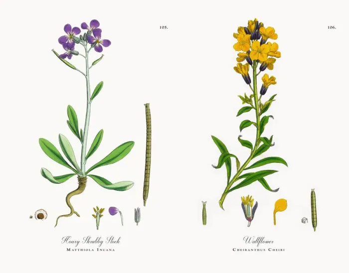 Framed Print : Hoary Shrubby Stock, Matthiola Incana, Victorian Botanical Illustration, 1863 Framed Print : Hoary Shrubby Stock, Matthiola Incana, Victorian Botanical Illustration, 1863