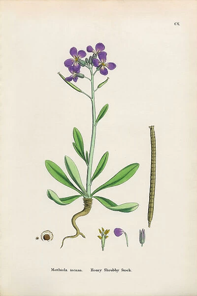 Hoary Shrubby Stock, Matthiola Incana, Victorian Botanical Illustration, 1863