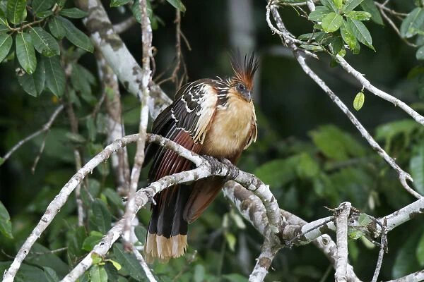 Hoatzin -Opisthocomus hoazin-, Tambopata Nature Reserve, Madre de Dios Region, Peru