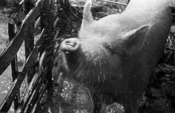 Hog Wash. 5th May 1945: Pedigree Large White Gostrode pig Greenback XVth