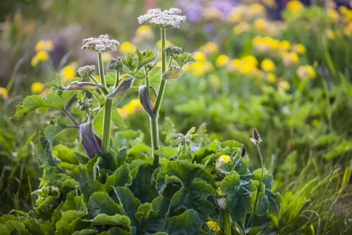 Framed Print : Hogweed -Heracleum-, Cornwall, England, United Kingdom Framed Print : Hogweed -Heracleum-, Cornwall, England, United Kingdom