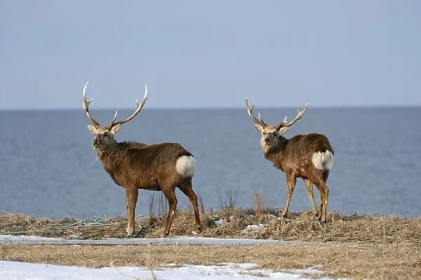 Two Hokkaido sika deer, Spotted deer or Japanese deer -Cervus nippon yesoensis-, males, stags, Sea of ??Okhotsk at back, Shiretoko Nationalpark, Rausu, Hokkaido, Japan