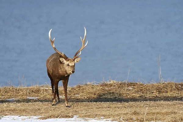Hokkaido sika deer, Spotted deer or Japanese deer -Cervus nippon yesoensis-, male, stag, Shiretoko Nationalpark, Rausu, Hokkaido, Japan