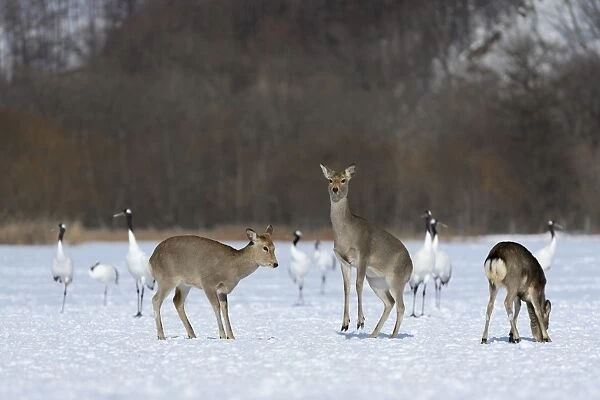 Hokkaido sika deer, Spotted deer or Japanese deer -Cervus nippon yesoensis-, hinds, Red-crowned Cranes, Japanese Cranes or Manchurian Cranes -Grus japonensis-, at back, Shitsugen Nationalpark, Kushiro, Hokkaido, Japan