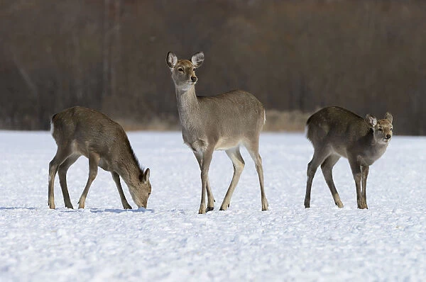 Hokkaido sika deer, Spotted deer or Japanese deer -Cervus nippon yesoensis-, hinds, foraging for food in snow, Shitsugen Nationalpark, Kushiro, Hokkaido, Japan
