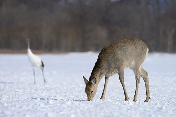 Hokkaido sika deer, Spotted deer or Japanese deer -Cervus nippon yesoensis-, foraging for food in the snow, Shitsugen Nationalpark, Kushiro, Hokkaido, Japan