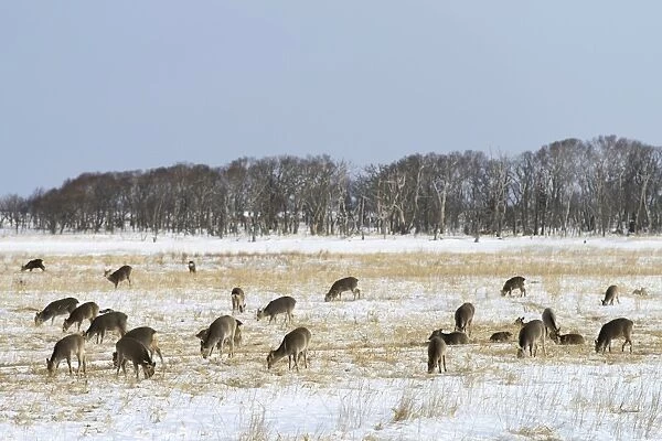 Hokkaido sika deer, Spotted deer or Japanese deer -Cervus nippon yesoensis-, feeding in a snow-covered landscape, Shiretoko Nationalpark, Rausu, Hokkaido, Japan