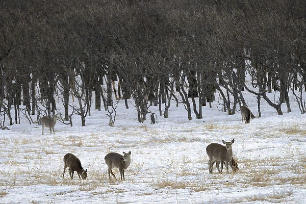 Hokkaido sika deer, Spotted deer or Japanese deer -Cervus nippon yesoensis-, standing in a snow-covered landscape, Shiretoko Nationalpark, Rausu, Hokkaido, Japan
