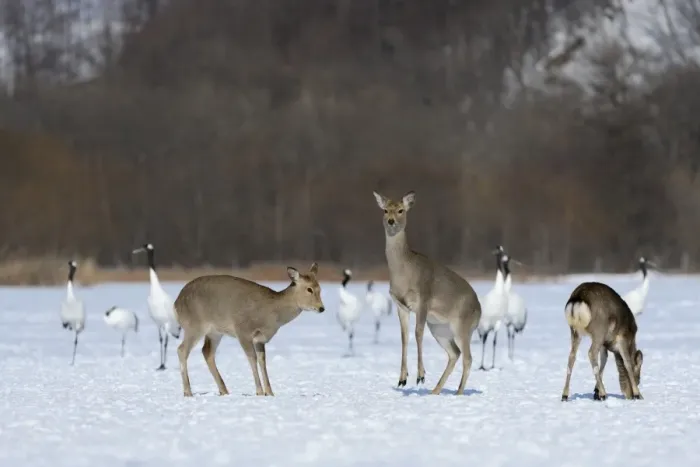 Framed Print : Hokkaido sika deer, Spotted deer or Japanese deer -Cervus nippon yesoensis-, hinds, Red-crowned Cranes, Japanese Cranes or Manchurian Cranes -Grus japonensis-, at back, Shitsugen Nationalpark, Kushiro, Hokkaido, Japan Framed Print : Hokkaido sika deer, Spotted deer or Japanese deer -Cervus nippon yesoensis-, hinds, Red-crowned Cranes, Japanese Cranes or Manchurian Cranes -Grus japonensis-, at back, Shitsugen Nationalpark, Kushiro, Hokkaido, Japan