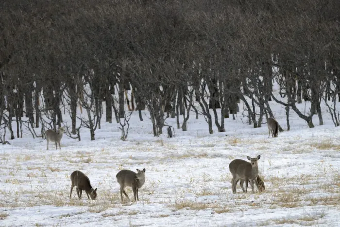 Framed Print : Hokkaido sika deer, Spotted deer or Japanese deer -Cervus nippon yesoensis-, standing in a snow-covered landscape, Shiretoko Nationalpark, Rausu, Hokkaido, Japan Framed Print : Hokkaido sika deer, Spotted deer or Japanese deer -Cervus nippon yesoensis-, standing in a snow-covered landscape, Shiretoko Nationalpark, Rausu, Hokkaido, Japan