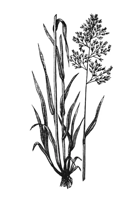 Framed Print : Holcus lanatus Framed Print : Holcus lanatus