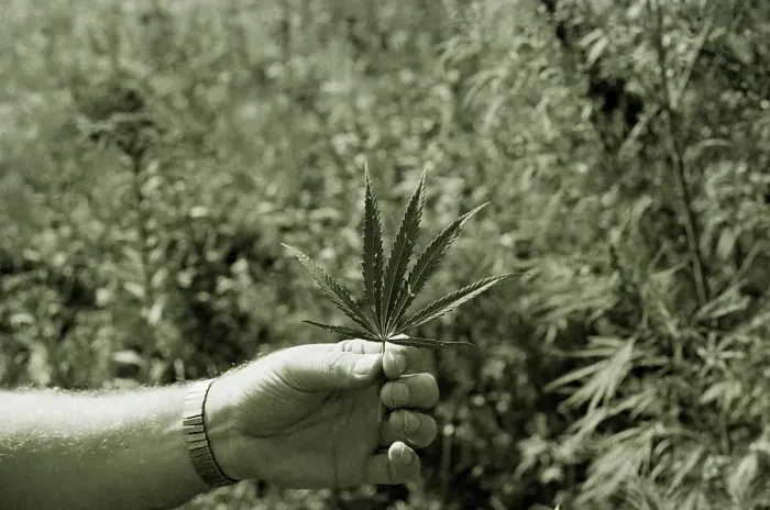Framed Print : Holding Marijuana Leaf Framed Print : Holding Marijuana Leaf