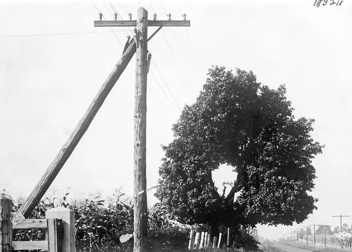 Framed Print : Hole In Tree Allows Telephone Wires Thru Framed Print : Hole In Tree Allows Telephone Wires Thru