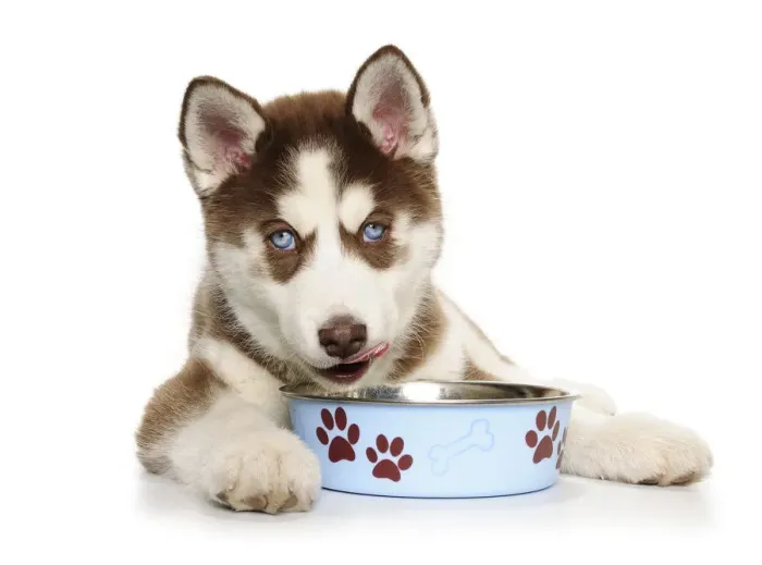 Framed Print : Holiday Christmas Puppy eating Framed Print : Holiday Christmas Puppy eating