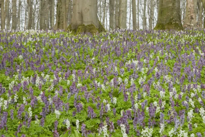 Framed Print : Hollow larkspur -Corydalis cava-, blooming, Hainich National Park, Thuringia, Germany Framed Print : Hollow larkspur -Corydalis cava-, blooming, Hainich National Park, Thuringia, Germany