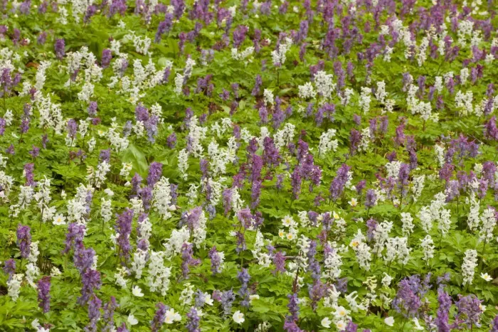 Framed Print : Hollow larkspur -Corydalis cava-, blooming, Hainich National Park, Thuringia, Germany Framed Print : Hollow larkspur -Corydalis cava-, blooming, Hainich National Park, Thuringia, Germany