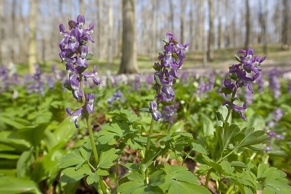 Hollow larkspur -Corydalis cava-, blooming, Hainich National Park, Thuringia, Germany