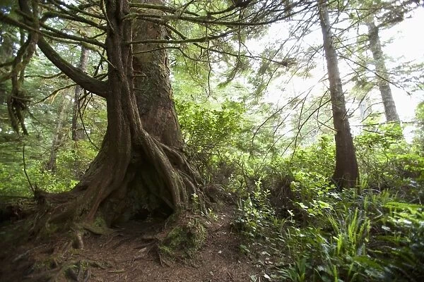 A hollow old growth giant redwood tree along the path to South Beach in Pacific Rim National Park near Tofino; British Columbia, Canada