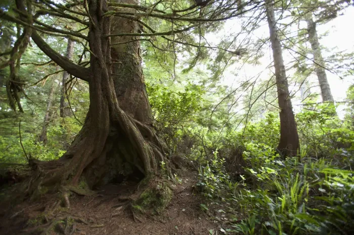 Framed Print : A Hollow Old Growth Giant Redwood Tree Along The Path To South Beach In Pacific Rim National Park Near Tofino Framed Print : A Hollow Old Growth Giant Redwood Tree Along The Path To South Beach In Pacific Rim National Park Near Tofino