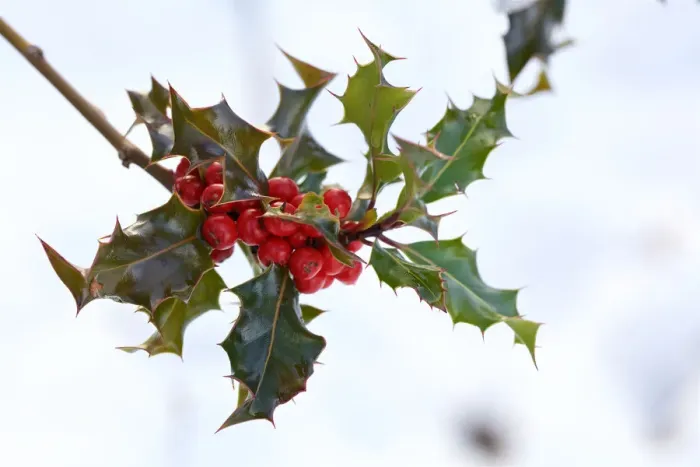 Framed Print : Holly with Berries Framed Print : Holly with Berries