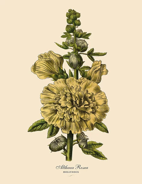 Hollyhock or Althaea Rosea Plant, Victorian Botanical Illustration